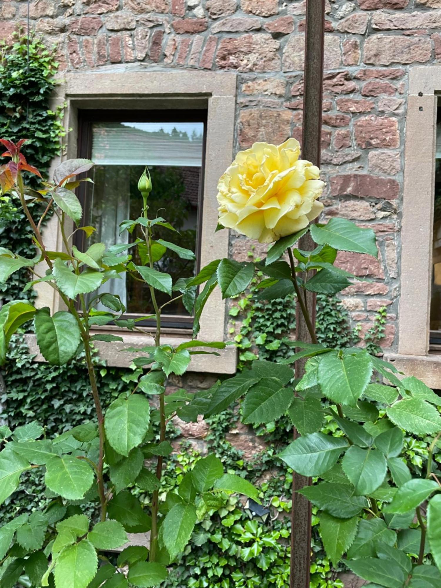"El Patio" Am Donnersberg Leilighet Dannenfels Eksteriør bilde